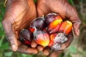 Semi di Palma - Olio di Palma