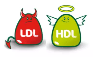hdl ldl